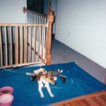Sassy playing with Tink