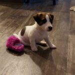 loki8wks
