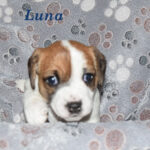 Luna 2025 litter