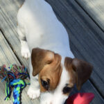 8weeks
