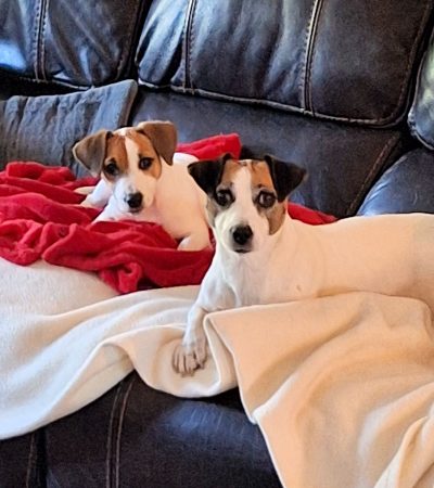 Luna 6 months.Loki 3 years