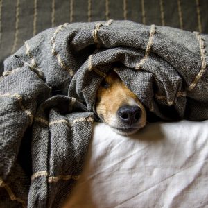 dogs-animals-dog-5021084 dogs, animals, dog-5021084.jpg