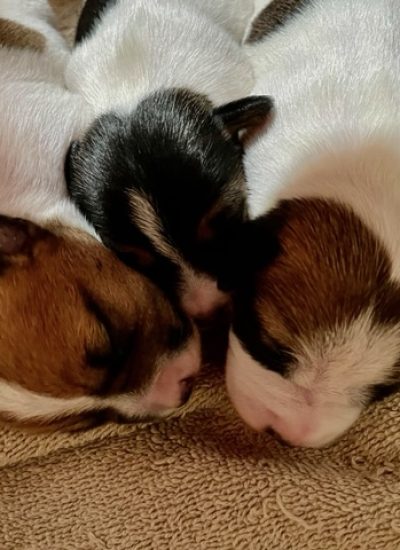 Loki and litter mates 3wks