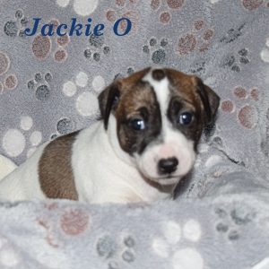 jackieo1 Jackie O 2025 Litter
Reserved
