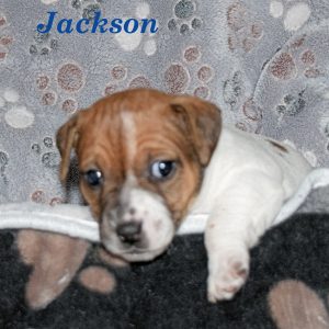 jackson2 Jackson 2025 Litter
Reserved