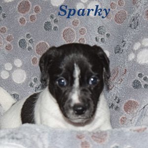 sparky2 Sparky